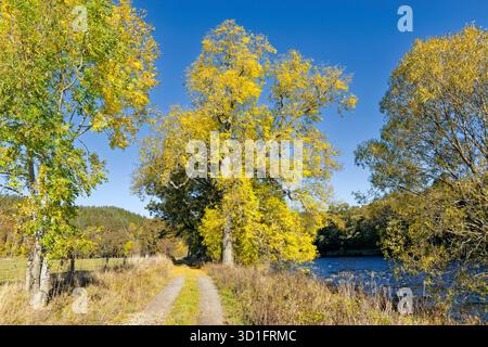 Esche Fraxinus mit gelben Blättern im Frühherbst Stockfoto
