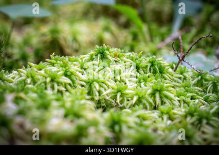 Nahaufnahme des üppigen grünen Mooses auf dem Waldboden Stockfoto