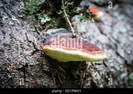 Farbenfroher Pilz auf Baumrinde Stockfoto