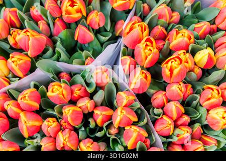 Blick von oben auf eine Auswahl an roten und gelben Tulpen in einem Blumenladen Stockfoto