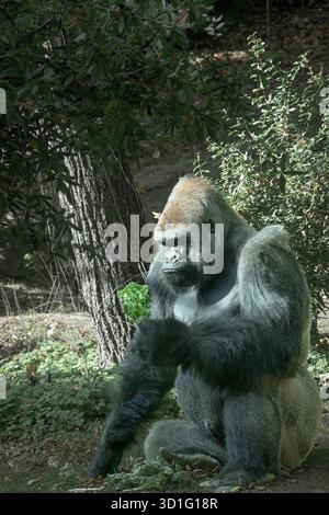 Ein männlicher Gorilla im Bronx Zoo mit einem grünen Salat zum Mittagessen, möglicherweise Salat. In New York City. Stockfoto