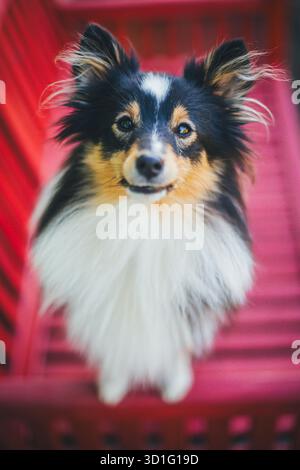 Shetland Sheepdog Stockfoto