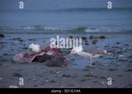 Zwei Heringsmöwen (Larus argentatus) stehen an einem ruhigen, felsigen Sandstrand in der Abenddämmerung und picken auf eine tote graue Robbe (Halichoerus grypus) mit gebrochenem Körper und Stockfoto