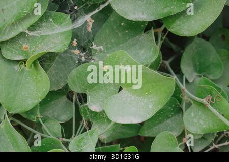 Herzförmige Smilax-aspera-Blätter, bedeckt mit Spinnmilbengewebe und Schädlingsschäden Stockfoto