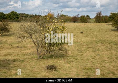 Apfelbaum voller Äpfel, aber ohne Blätter im Herbst auf flachem Grasfeld mit Himmel darüber Stockfoto