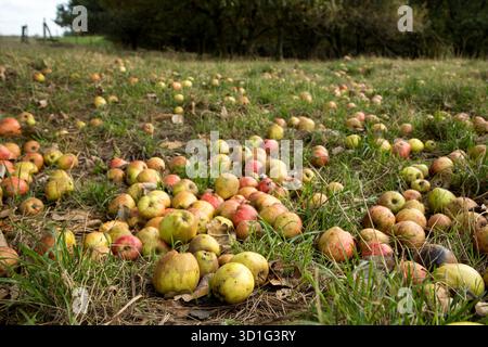 Apfel auf dem Boden reif vom Baum gefallen im Herbst Stockfoto