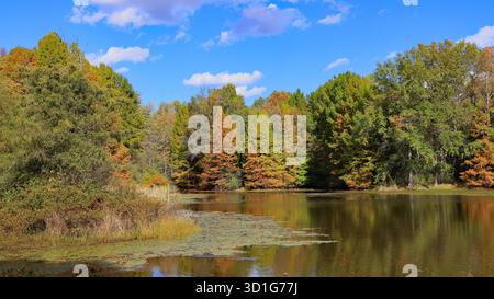 Nadel- und Laubbäume mit grünen, gelben und orangen Herbstfarben entlang des Lake Sheryl, umgeben von Schilf und Gräsern am Muscatatuck Stockfoto
