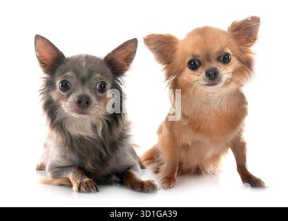 Wenig chihuahuas vor weißem Hintergrund Stockfoto