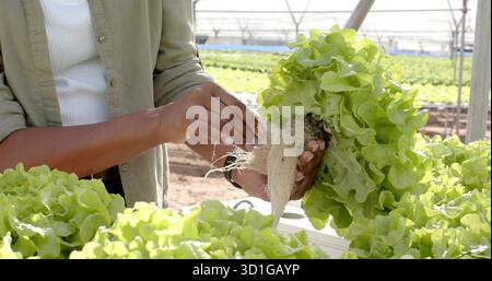 Erntearbeiter mit Tankdeckel, der Salatkopf an Wurzeln am Gewächshaustrog hält, Kopierraum Stockfoto