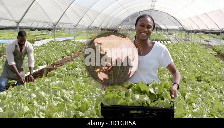 Arbeiter mit Hemd und Stirnband, der Salat in eine schwarze Kiste im Hydrokultur-Gewächshaus erntet Stockfoto