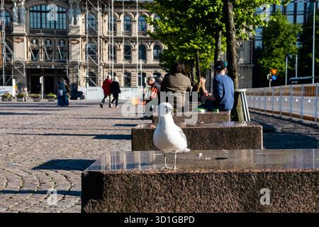 Helsinki, Finnland - 21. Juni 2015 - Möwe auf der städtischen Bank mit Menschen auf dem europäischen Stadtplatz. Stockfoto