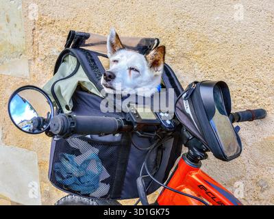Kleiner Terrierhund sicher in einer Tierfahrradtransporttasche am Lenker des Fahrrads getragen - Zentralfrankreich. Stockfoto