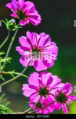 Gruppe von hellvioletten rosa hinterleuchteten Cosmos-Gartenblumen - Zentralfrankreich. Stockfoto