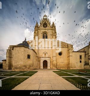 Eine Schar von Tauben bei Sonnenuntergang vor der Westfassade der Kathedrale San Antolín von Palencia – gotischer Giebelgiebel und Rosenfenster, die sich gegen einen Glowi schmiegen Stockfoto