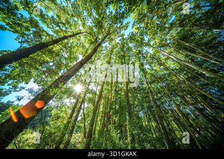 Goldenes Licht durchströmt hohe Bäume des Auwaldes in der Nähe von Covarrubias und schafft eine ruhige Atmosphäre entlang des Flusses Arlanza in Spanien. Stockfoto