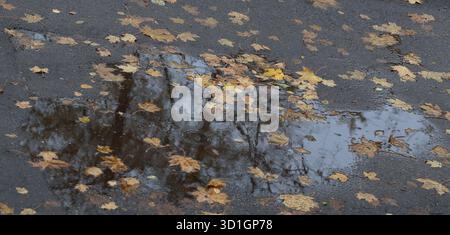 Herbstbild. Regnerisches Wetter, Pfützen mit gelben Ahornblättern darin und um ihn herum auf dem Asphalt, Himmel und Bäume reflektieren sich im plätschernden Wasser. Stockfoto