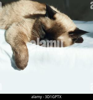 Siamkatze schläft friedlich auf einem sonnendurchfluteten Bett. Stockfoto