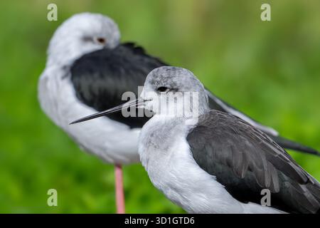 Zwei schwarzgeflügelte Stelzen (Himantopus himantopus), die auf einem Bein im flachen Wasser des Teichs in Feuchtgebieten/Sumpfgebieten ruhen Stockfoto