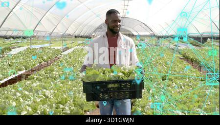 Schwarze Plastikkiste halten, männlicher Landarbeiter, der Salat im Gewächshaus erntet, Netzwerküberlagerung Stockfoto