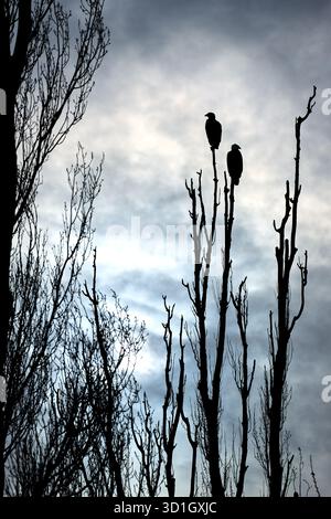 Silhouette von hoch sitzenden Weißkopfadlern auf einer vertikalen Baumäste. Ein Paar Weißkopfadler in Silhouettenbarsch auf einem Baumzweig. Stockfoto