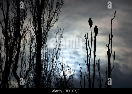 Silhouette von hochstehenden Weißkopfadlern auf einem Baumzweig. Ein Paar Weißkopfadler in Silhouettenbarsch auf einem Baumzweig. Stockfoto
