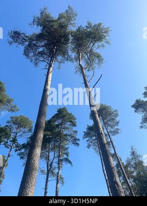 Tall Trees und Blue Sky, Dalbeattie Forest, Dumfries Stockfoto