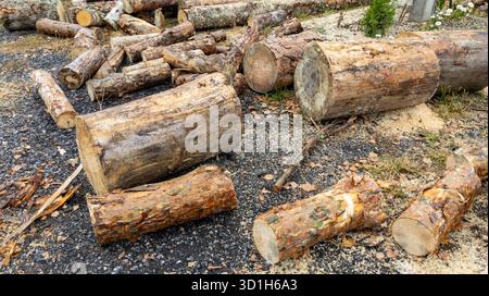 Gesägte Baumstämme, die auf dem Boden verstreut sind. Baumstämme von Kiefernsägen aus der Nahaufnahme. Entwaldung und abgeholzte Wälder. Baumstämme auf dem Boden Stockfoto