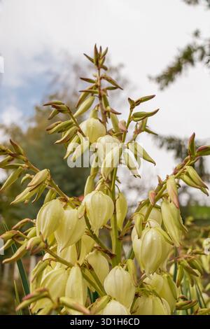 Nahaufnahme eines klassischen Schmiedeampfes mit Hammer und Zange darüber. Das Bild zeigt handwerkliches Können, Tradition und die Kunstfertigkeit von Stockfoto
