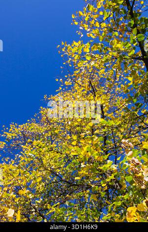 Leuchtend gelbe und grüne Herbstblätter bilden einen schönen Kontrast zum klaren blauen Himmel. Das Sonnenlicht hebt den jahreszeitlichen Übergang hervor und erweckt einen Sinn o Stockfoto