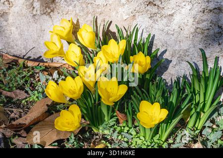 Leuchtend gelbe Krokusblüten in voller Blüte unter warmem Sonnenlicht in der Nähe einer strukturierten Steinmauer. Die Szene zeigt das frühe saisonale Wachstum und kontrastierende Vivi Stockfoto