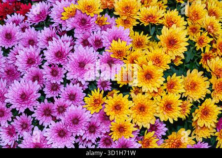 Leuchtend rosa und gelbe Chrysanthemen blühen in einem üppigen Garten zusammen und bilden einen lebhaften Kontrast der Farben. Die frischen Blütenblätter und die dichten Blüten Stockfoto