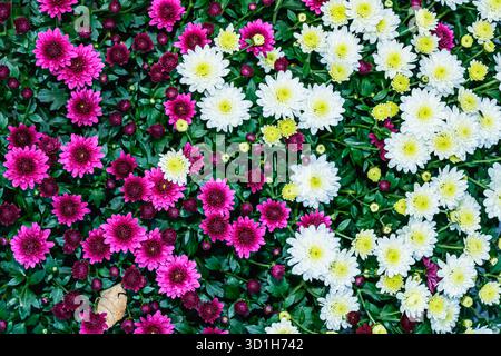 Wunderschöne rosa und weiße Chrysanthemen-Blüten mit hellgelben Mittelpunkten bilden einen üppigen Blumenteppich in einem Garten. Die lebhaften Farben und das dichte Grün Stockfoto