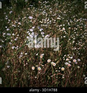 Eine Menge weißer Prärie-fleabane-Blumen auf einer Wiese im Gras Stockfoto