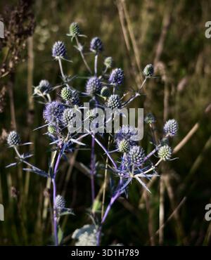 Blaue Eringo-Blüten auf Stielen in der Wiese Stockfoto