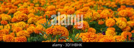 Eine Panoramaaufnahme eines Feldes mit orangefarbenen Marigolds. Mexikanischer Tag der toten Blumen. Traditionelle Cempasuchil Marigold Blumen für traditionelle Stockfoto