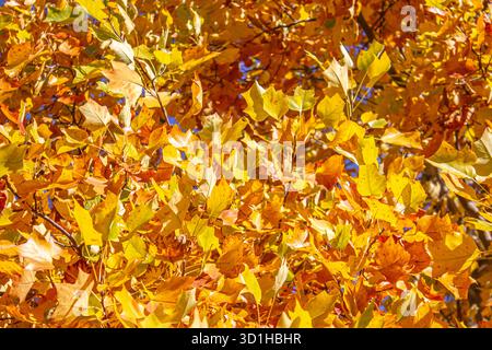 Farbenfrohe Herbstblätter auf dem Liriodendron tulipifera-Baum, leuchtende Gelb-, Orange- und Rottöne, die die saisonale Schönheit der Natur hervorheben. Tulpenpappelbaum i Stockfoto