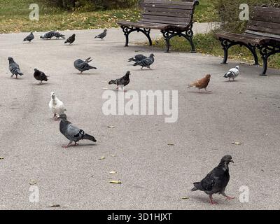 Gruppe von Tauben, die auf Parkpflaster in der Nähe von Holzbänken spazieren. Urbane Tierwelt, Stadtparkatmosphäre und alltägliches Straßenleben. Stockfoto