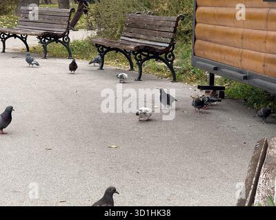 Gruppe von Tauben, die auf Parkpflaster in der Nähe von Holzbänken spazieren. Urbane Tierwelt, Stadtparkatmosphäre und alltägliches Straßenleben. Stockfoto