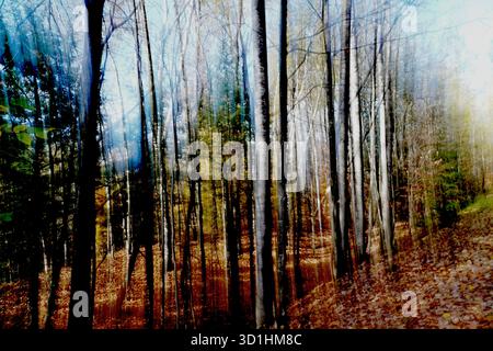 Abstrakter Herbstwald mit absichtlichen Vertikalbewegungen und warmen Herbstfarben Stockfoto