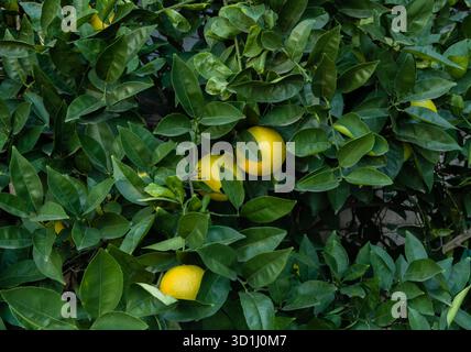 Orangen Reifen auf einem Baum in einem Garten im Hinterhof in Los Angeles, Südkalifornien Stockfoto