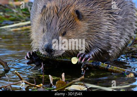 Ein Blick aus der Nähe auf einen wilden Biber „Castor canadensis“, bei dem ein grüner Baumzweig als passender Brocken zum Essen beobachtet wird. Stockfoto