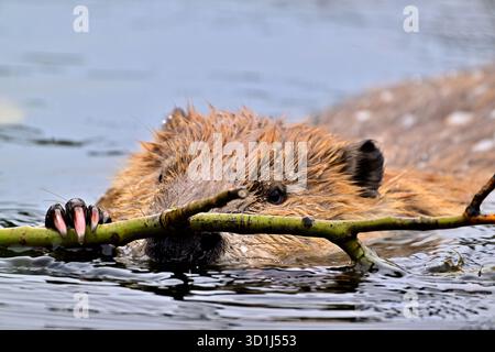 Ein Blick aus der Nähe auf einen wilden Biber „Castor canadensis“, bei dem ein grüner Baumzweig als passender Brocken zum Essen beobachtet wird. Stockfoto