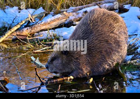 Ein wilder Biber „Castor canadensis“, der sich an einigen Ästen von Aspen am Ufer seines Biberteiches ernährt. Stockfoto