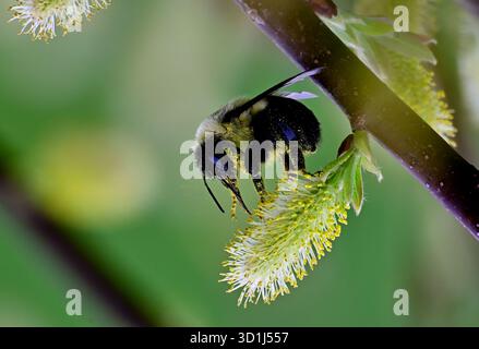 Eine Common Eastern Humble Bee, „Bombus impatiens“, die im Frühjahr auf Prince Edward Island im Osten Kanadas Nektar sucht. Stockfoto