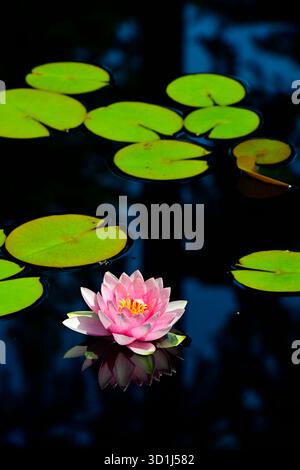 Eine hübsche rosafarbene Seerose, die auf einem Gartenteich im ländlichen British Columbia Kanada schwimmt. Stockfoto