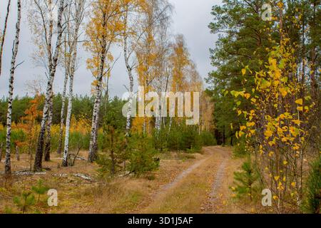 Herbstlandschaft in einem Mischwald. Waldweg, gelbes Laub auf Birkenbäumen, verdorbenes Gras. Europäische Landschaft. Stockfoto