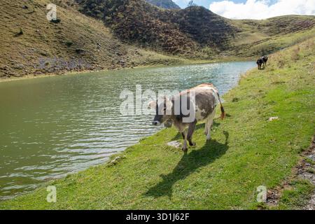Kuh weidet am Seeufer auf der Alm Stockfoto