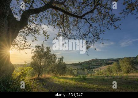 Blick auf einen Olivenhain und einen alten Baum bei Sonnenuntergang in der toskanischen Landschaft. Casale Marittimo historisches Dorf ist in der Ferne auf der h zu sehen Stockfoto