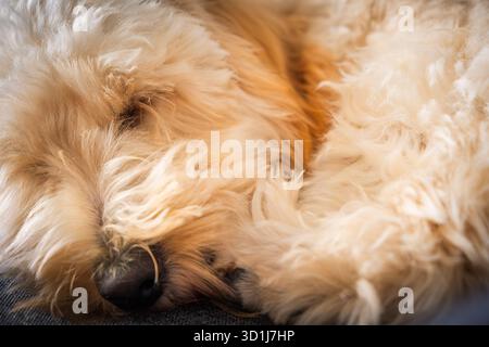 Eine detaillierte Nahaufnahme zeigt das goldene und cremefarbene Fell eines flauschigen Pudel-Mix-Hündchens, wobei der Schwerpunkt auf der Textur um Nase und Gesicht liegt, während er sich zieht Stockfoto