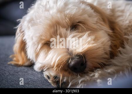 Eine bezaubernde Nahaufnahme, die sich auf das Gesicht eines Creme-Gold-Pudel-Mix Maltipoo Welpen (Goldendoodle Cockapoo) konzentriert, der auf einer strukturierten grauen Couch schläft, Stockfoto